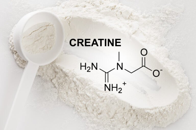 créatine et musculation créatine