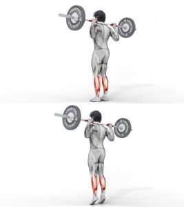 extensions des mollets à la barre debout