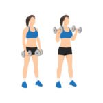 BICEPS 17 Curls inversés pour les biceps avec haltères