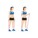 BICEPS 16 Curl Biceps Élastique
