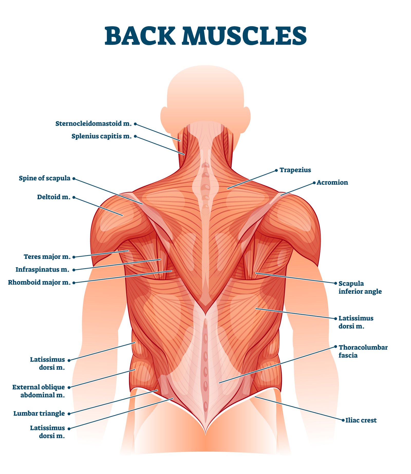 Le dos 12 MUSCLES DU DOS