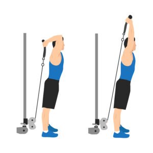 Extension verticale des triceps à la poulie basse