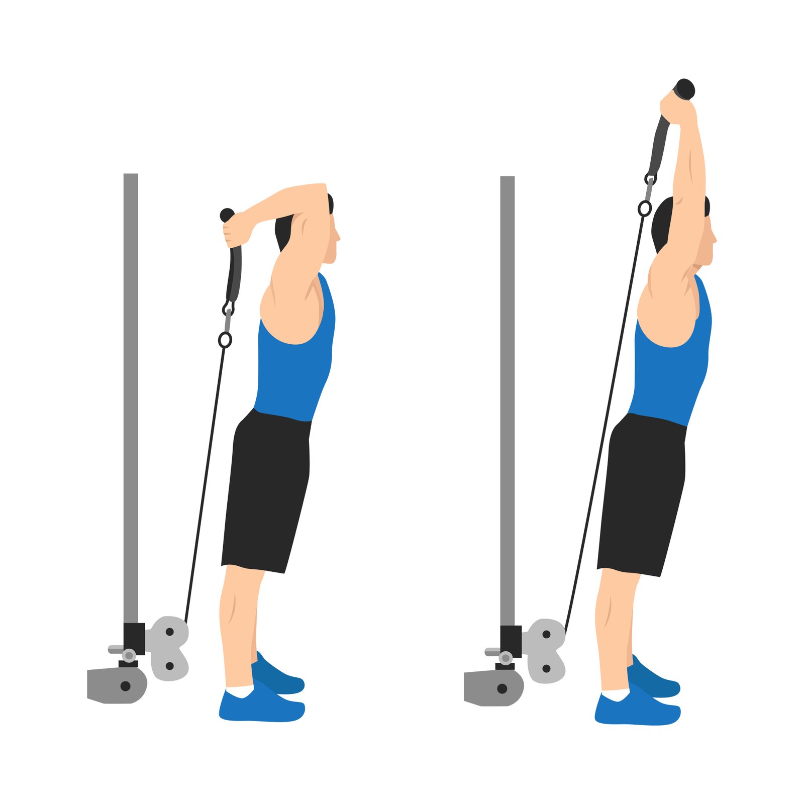 Extension verticale des triceps à la poulie basse