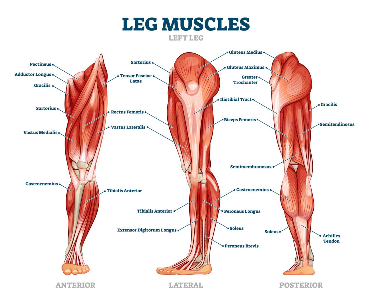 muscles des membres inférieurs