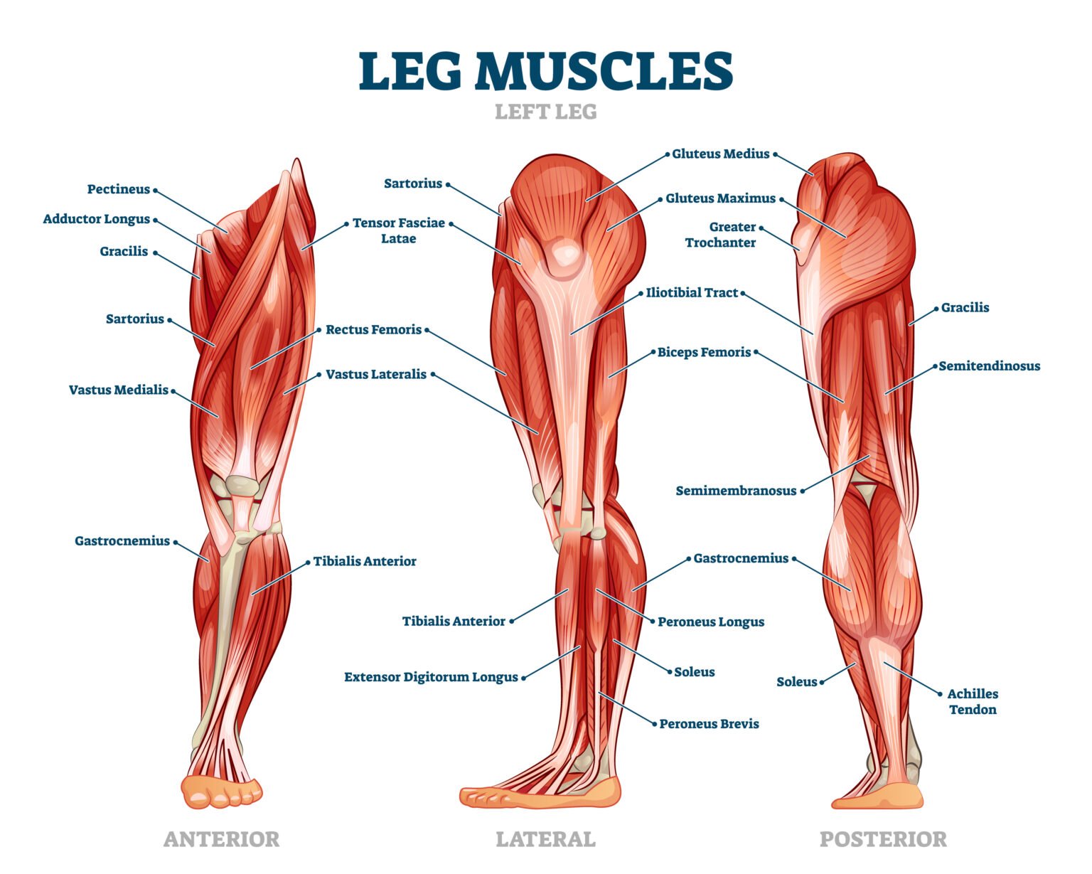 Les Muscles des Membres Inférieurs 1 muscles des membres inférieurs