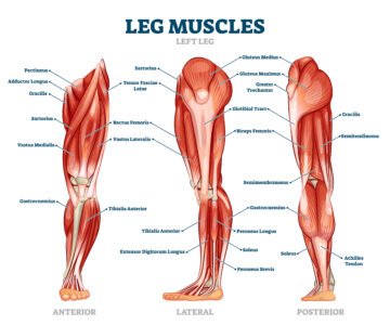 Les Muscles des Membres Inférieurs