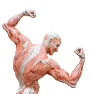 muscles du dos