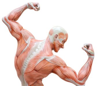 Les Muscles du dos