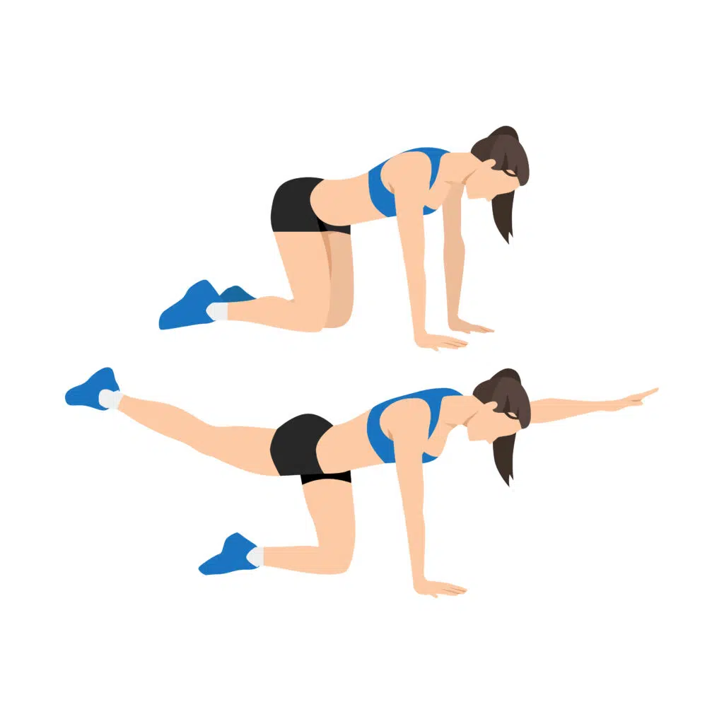 Exercice bird dog : position quadrup&eacute;dique avec extension simultan&eacute;e du bras droit et de la jambe gauche, dos maintenu neutre