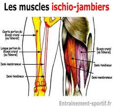 Muscles ischio jambiers anatomie