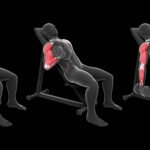 Curl Biceps Alterné En Supination 