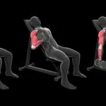 BICEPS 12 Curl Biceps Alterné En Supination