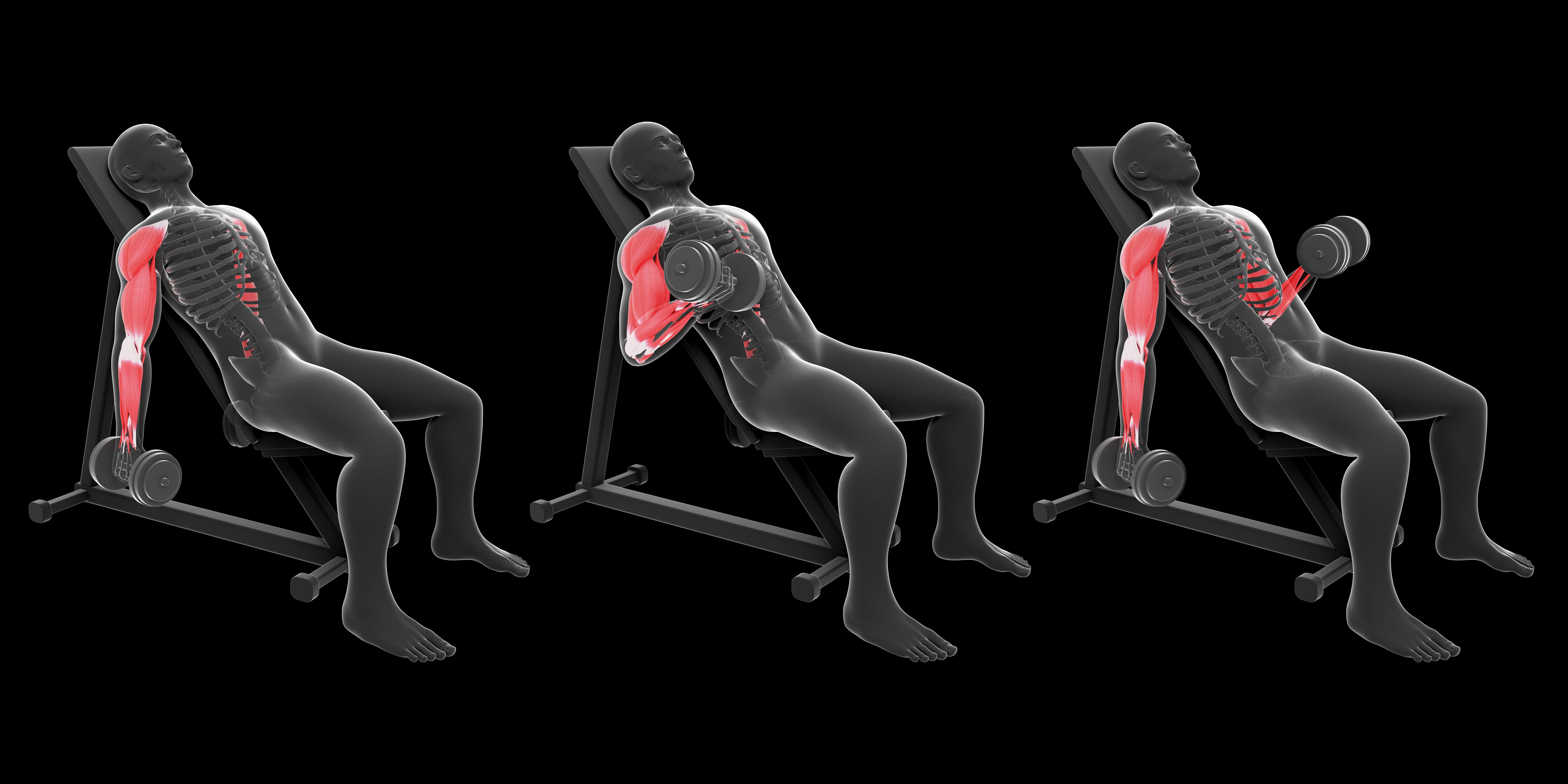 Curl Biceps Alterné En Supination 1 Curl Biceps Alterné En Supination