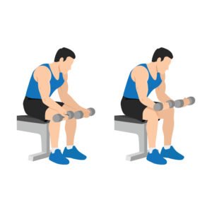 Curl des avant bras assis avec haltères