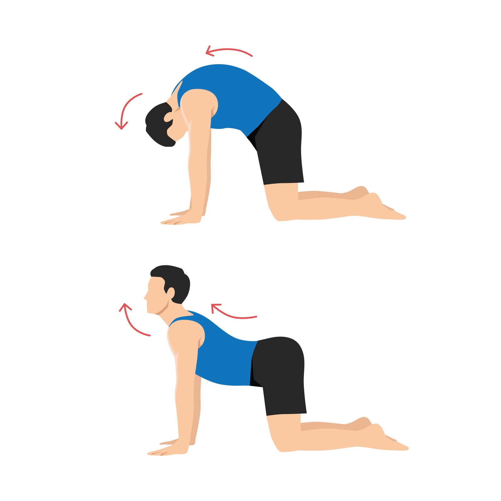 Enchaînement chat-vache (Marjariasana-Bitilasana) : dos arrondi puis creusé à quatre pattes pour mobiliser la colonne
