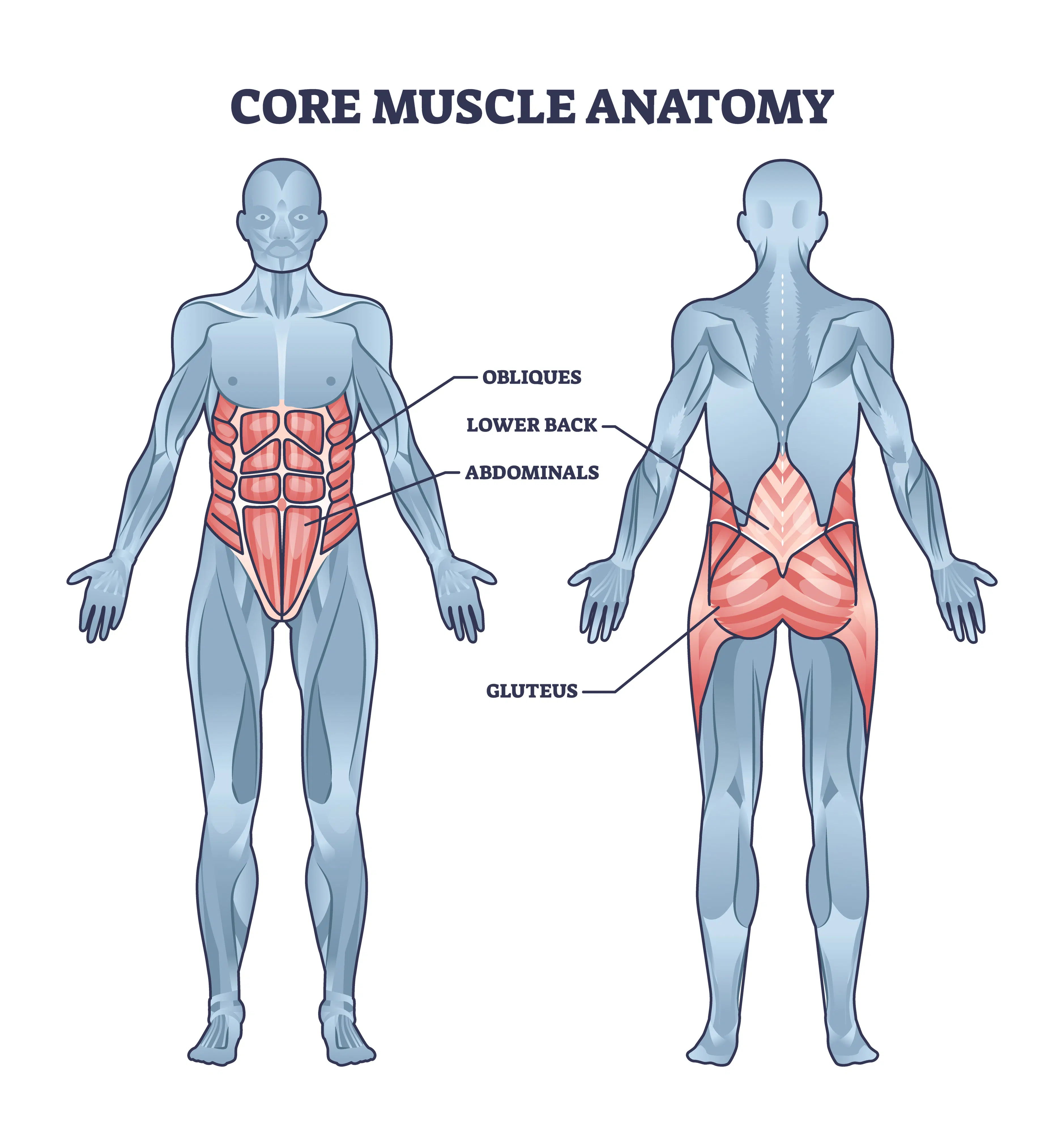 Anatomie des muscles du tronc (core) : droit de l'abdomen, obliques, transverse, érecteurs du rachis et muscles profonds stabilisateurs de la colonne