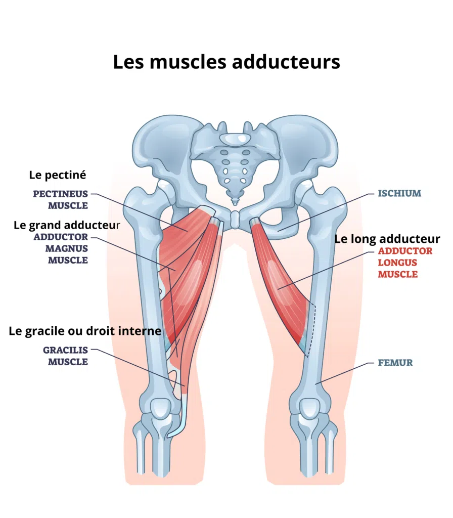 Schéma anatomique des cinq muscles adducteurs de la cuisse : grand adducteur, long adducteur, court adducteur, gracile et pectiné