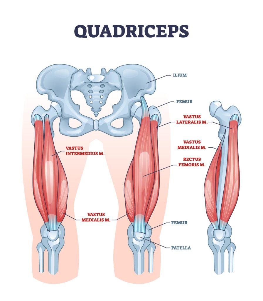 QUADRICEPS