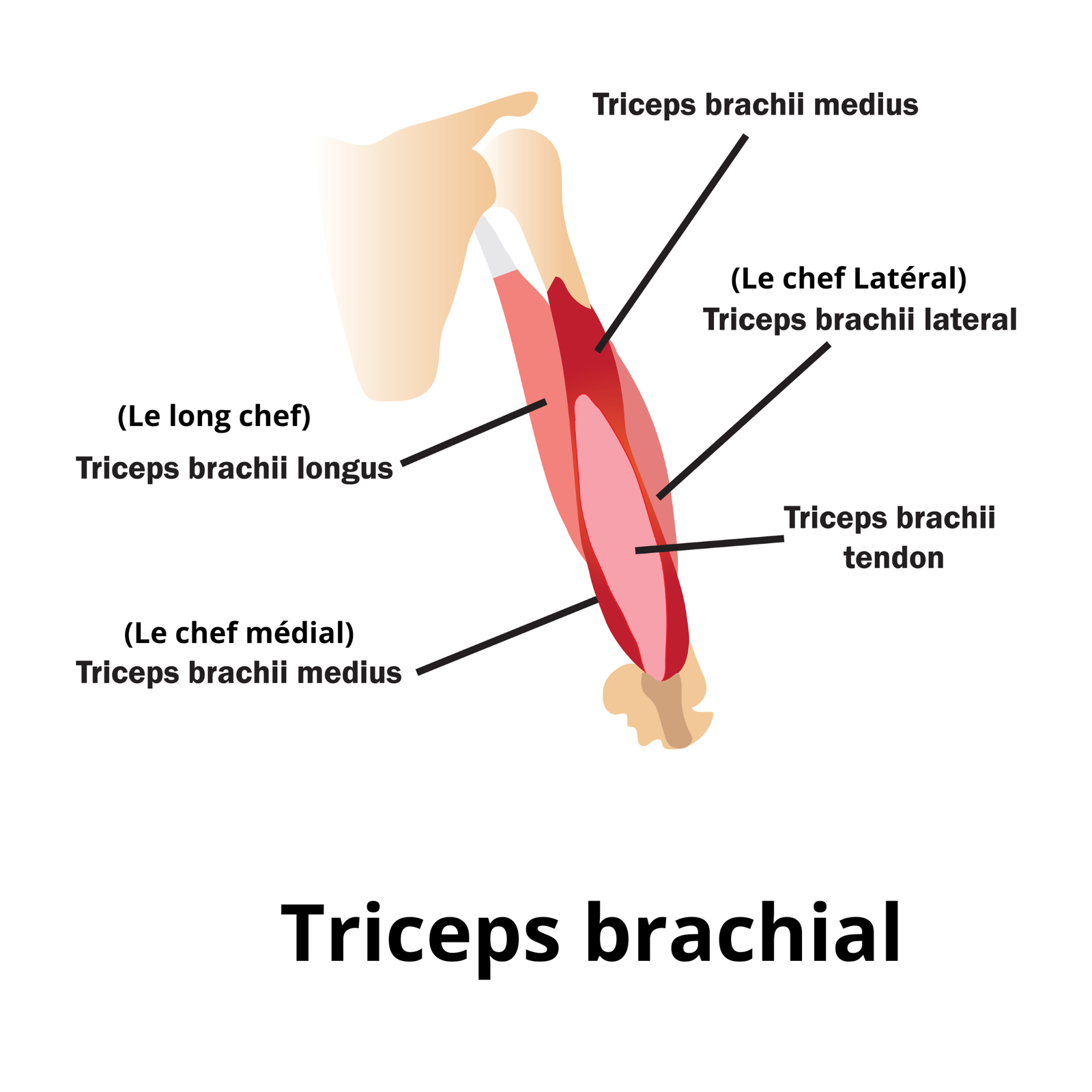 Anatomie du triceps brachial : long chef, chef latéral et chef médial à l'arrière du bras