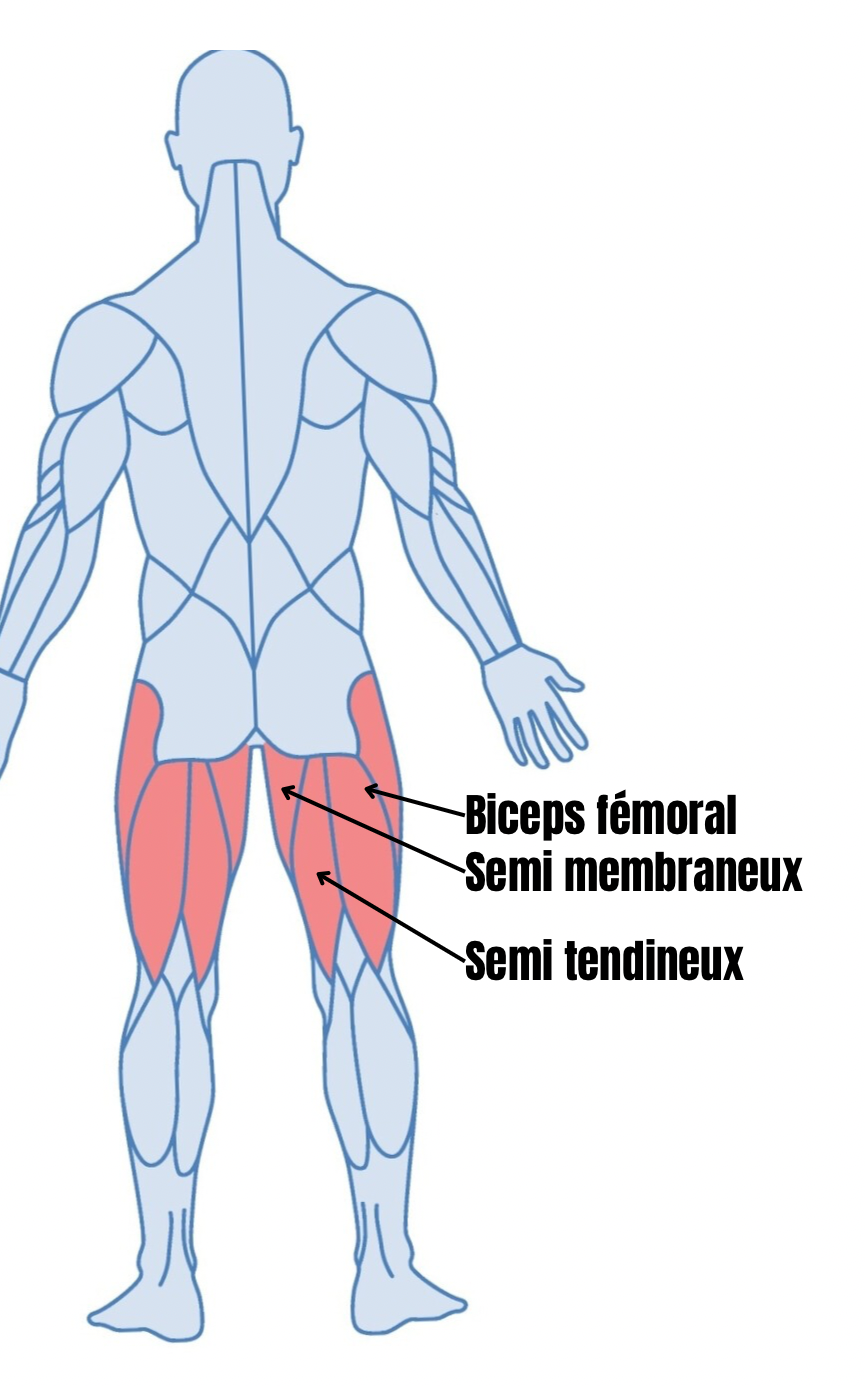 Schéma anatomique du biceps fémoral, muscle des ischio-jambiers situé à l'arrière de la cuisse, avec son chef long inséré sur le bassin et son chef court sur le fémur.