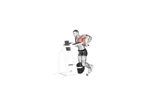 LES PECTORAUX 12 DIPS LESTÉS