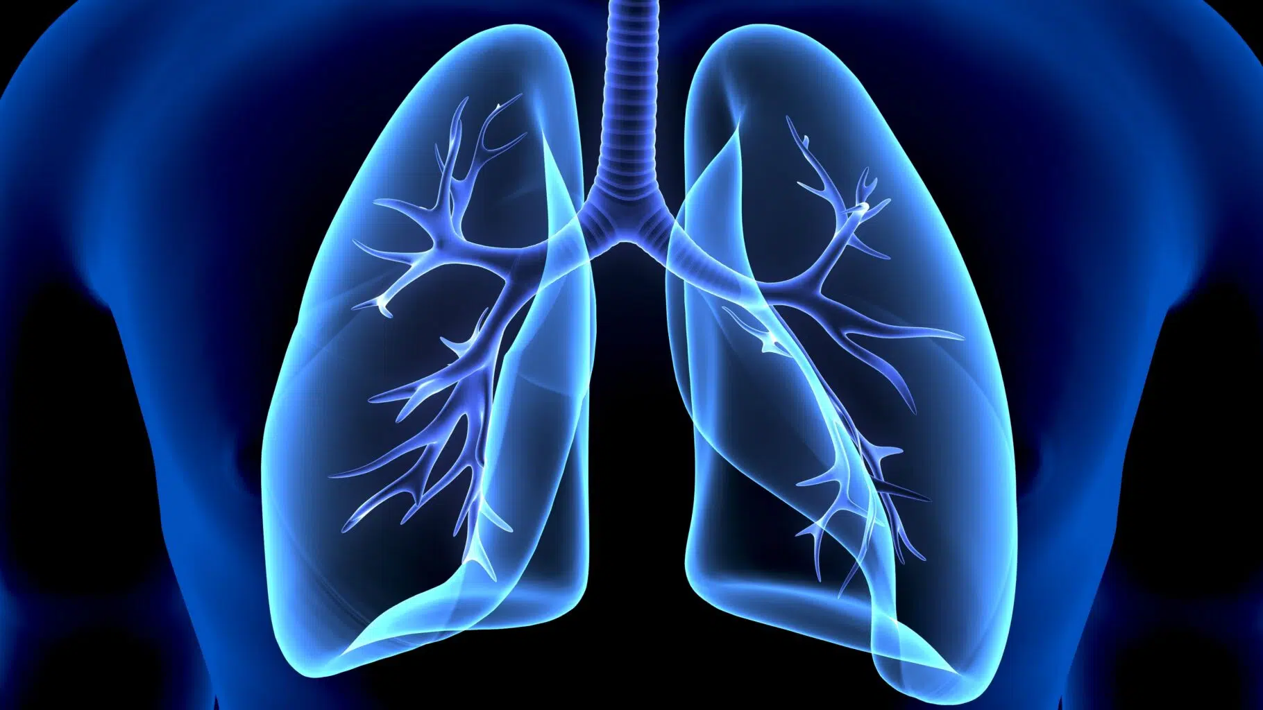 Illustration de l'appareil respiratoire et des poumons pour comprendre la respiration à l'effort