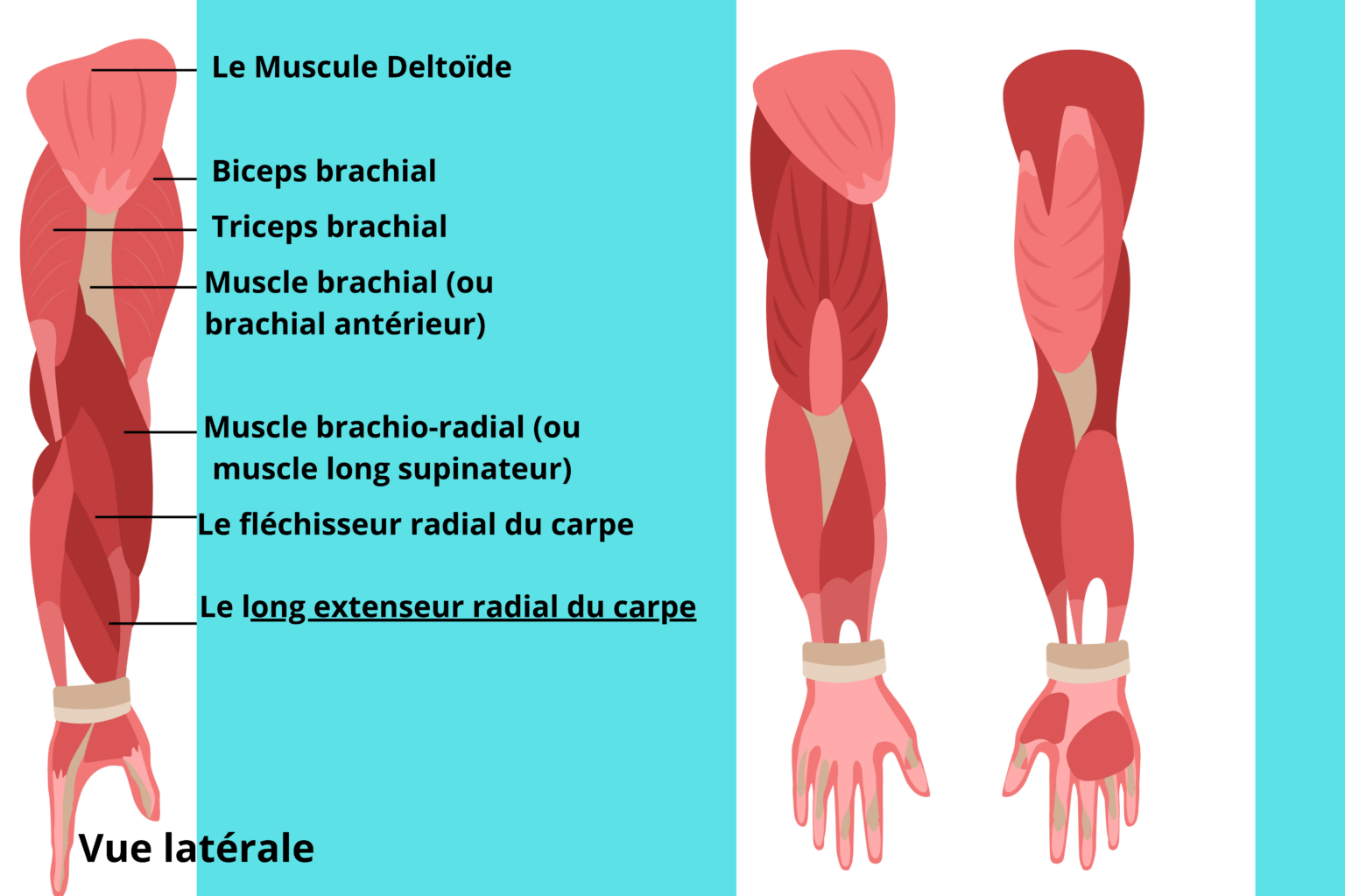 Muscles bras et avant bras