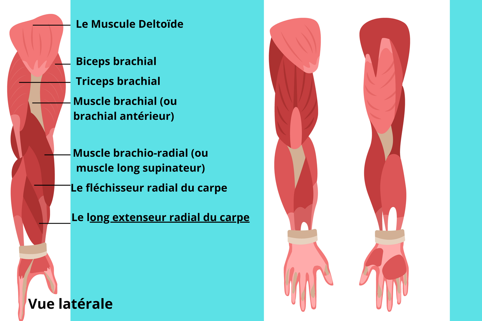 Programme musculation des bras 1 Muscles bras et avant bras
