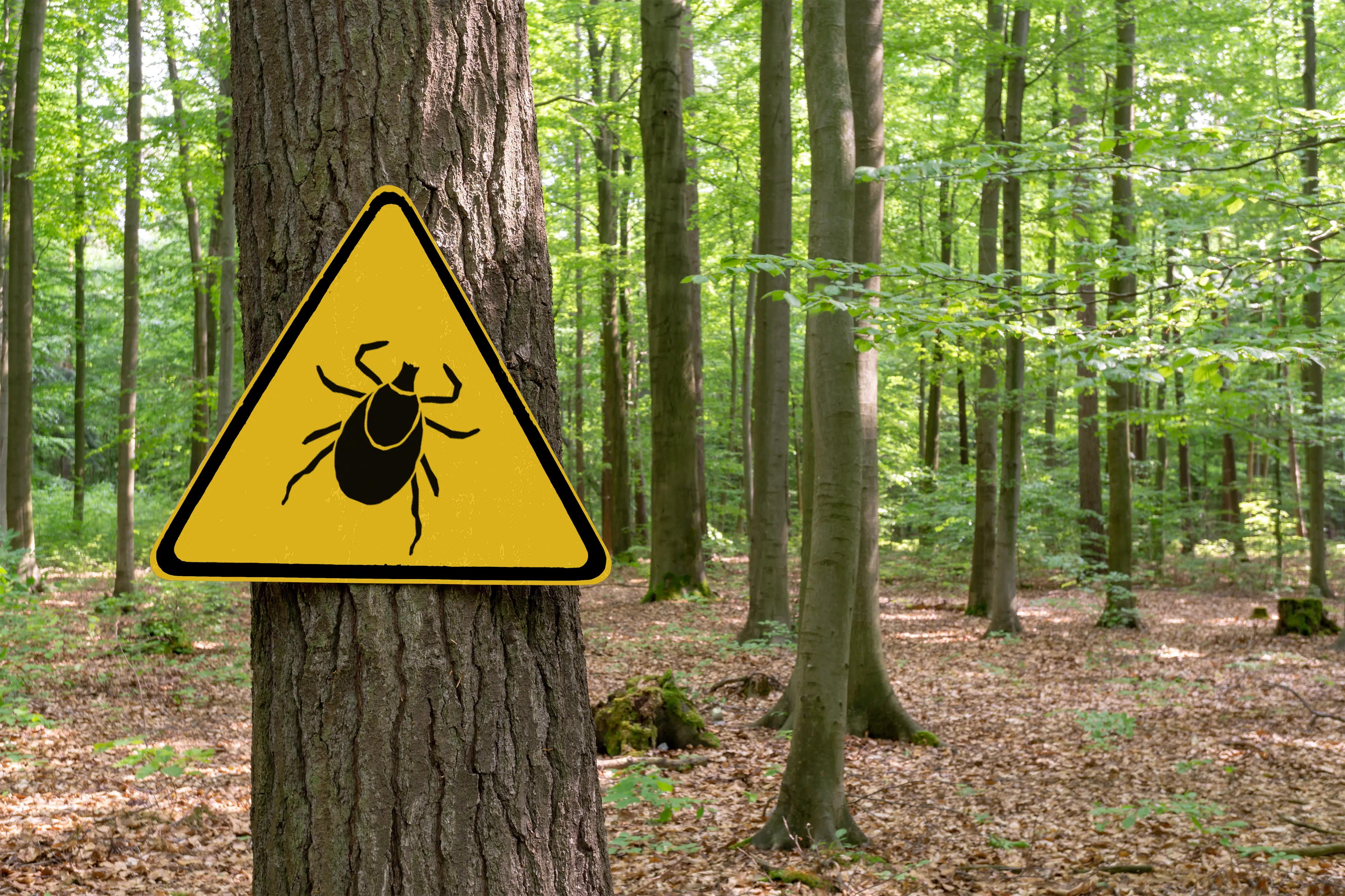 borréliose de Lyme