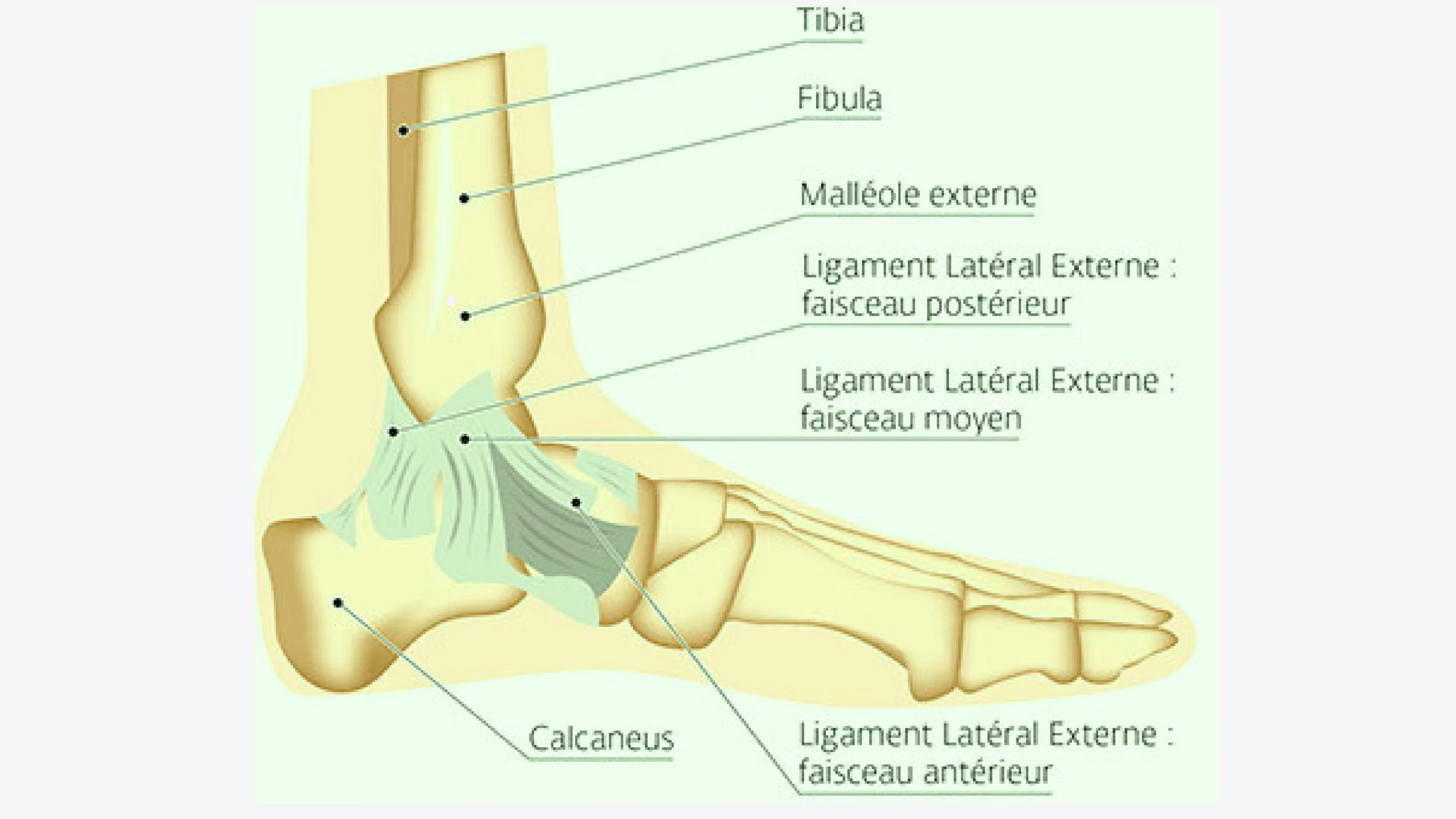 Anatomie ligamentaire de la cheville : ligament collatéral latéral, ligament collatéral médial (deltoïde) et ligaments tibio-fibulaires