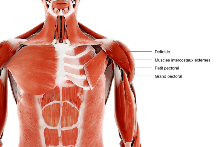 Programme d'entrainement Pectoraux 2 Muscles pectoraux