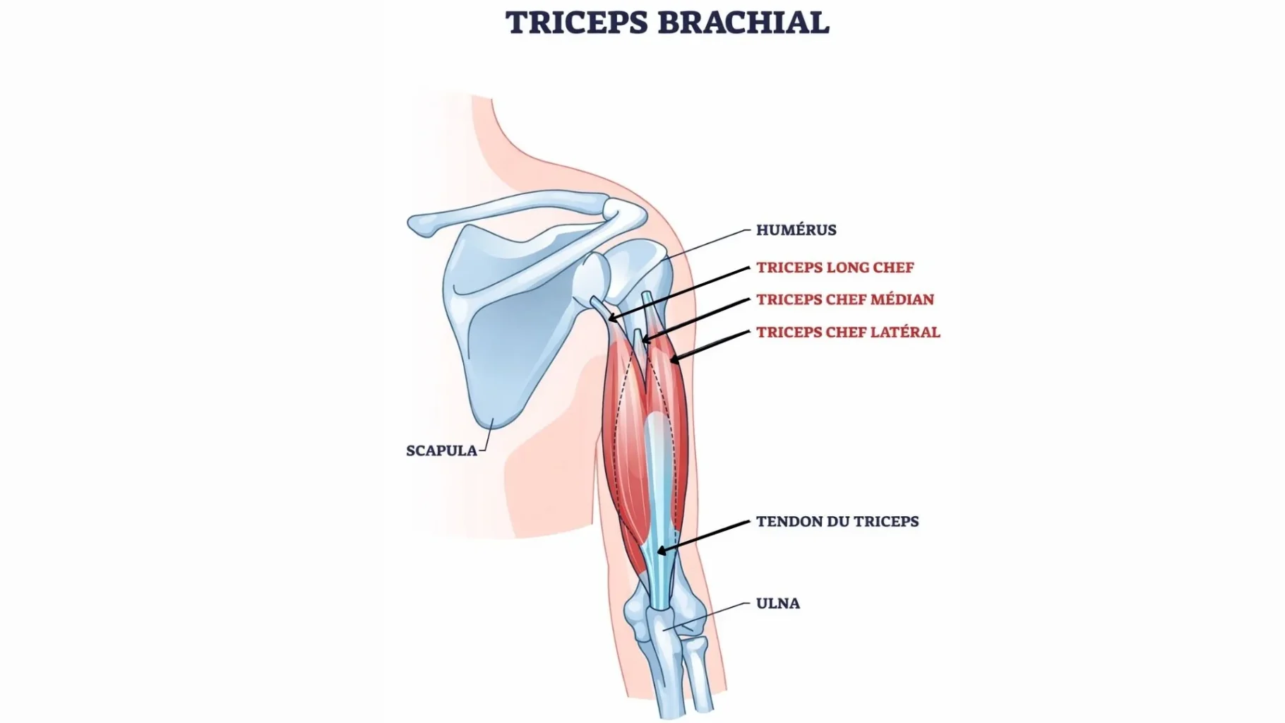 Anatomie:triceps brachial -- tendon du triceps- tendinite triceps