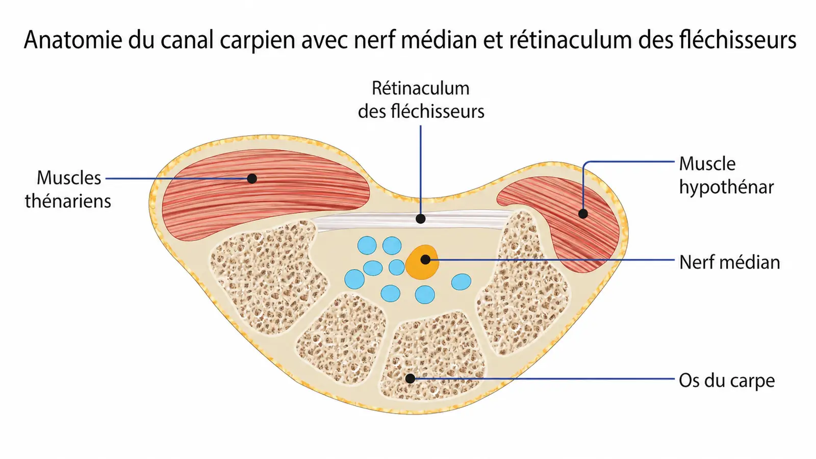 Anatomie du canal carpien : le nerf médian et les tendons fléchisseurs passant sous le ligament annulaire antérieur du carpe